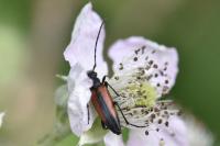 Stenurella melanura