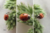 Adalia bipunctata