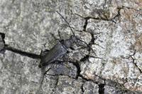 Stictoleptura scutellata