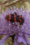 Trichodes alvearius