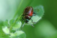 Chrysolina polita