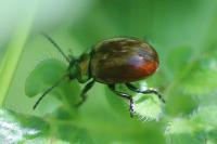 Chrysolina polita