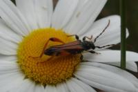 Stenopterus rufus