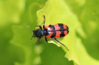 Trichodes alvearius