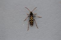 Clytus tropicus
