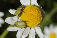 Hoplia argentea