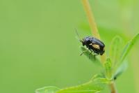 Cryptocephalus moraei