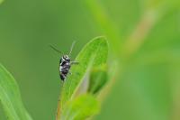 Cryptocephalus moraei
