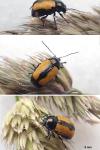 Cryptocephalus marginatus