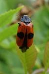 Clytra laeviuscula