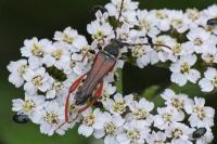 Stenopterus rufus