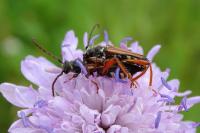 Stenopterus rufus