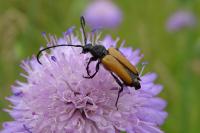 Stictoleptura fulva