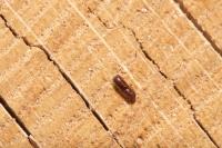 Xyleborus monographus