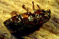 Xyleborus monographus