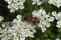 Trichodes alvearius