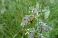 Coccinella septempunctata