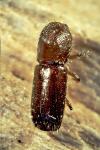 Xyleborus monographus
