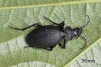 Carabus coriaceus
