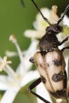 Pachytodes cerambyciformis