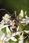 Pachytodes cerambyciformis