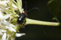 Dinoptera collaris