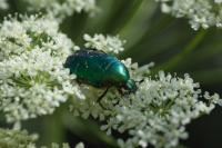 Cetonia aurata