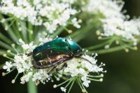 Cetonia aurata