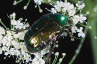 Cetonia aurata