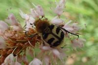 Trichius fasciatus