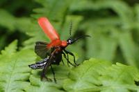 Pyrochroa coccinea