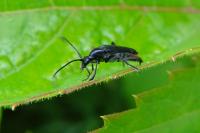 Rutpela nigra