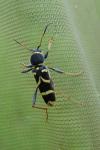Clytus arietis