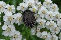 Oxythyrea funesta