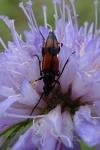 Stenurella bifasciata