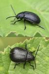 Galeruca tanaceti