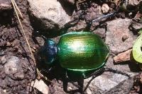 Calosoma sycophanta
