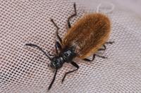 Lagria hirta