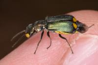 Clanoptilus elegans