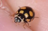 Coccinula quatuordecimpustulata