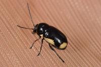 Cryptocephalus moraei