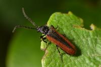 Omalisus fontisbellaquei