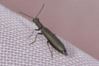 Dolichosoma lineare