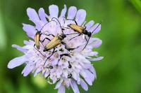 Stictoleptura rubra