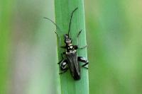 Oedemera nobilis