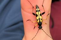 Rutpela maculata