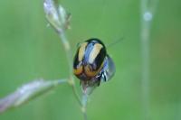 Cryptocephalus vittatus