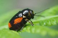 Cryptocephalus moraei