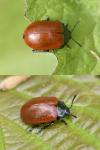 Chrysomela populi