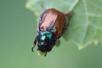 Phyllopertha horticola